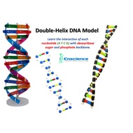 DNA Double-Helix Model (STEM) for Sciences PT3 SPM