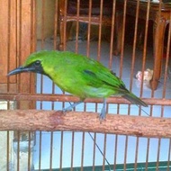 cucak ijo mini jantan