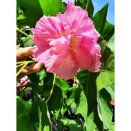 Keratan pokok bunga raya (Hibiscus mutabilis) bertukar warna putih ke pink 3 pcs