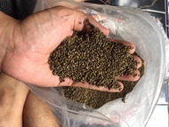 Benih Indigofera 1 kg kualitas super