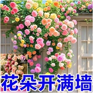 Climbing Vine Rose Flower Seed Four Seasons Flowering Rose Flower Seed Double Courtyard Balcony Pott