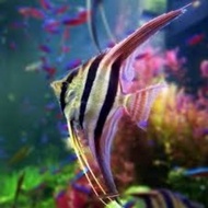 Manfish Altum/Black White Decoration