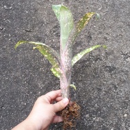 [ Ready Stock ] Bromeliad Billbergia Strawberry Cream - Individual Plant