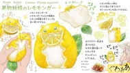 《預購》【 ZOO TOYS  玩具店 】 FRUIT FAIRY Lemon Flying Squirrel  動物星球 x ぽん吉 正版授權 果物妖精 蔬菜精靈 檸檬味飛鼠