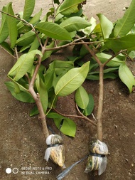 Fresh Cangkok jambu Air Citra