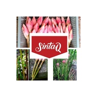 Kantan Flower powder