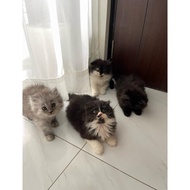 Adopsi Kucing Tangerang L Kucing Persia Tangerang L Adopsi Kucing