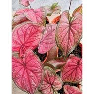 CALADIUM THAI (BLEEDING HEART)