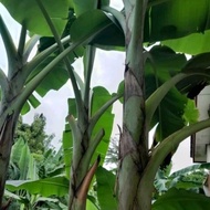 Anak Pisang Rastali [monster]rare species(1 set-3 pokok)cepat berbuah.Anak pokok setinggi 5-6 kaki.L