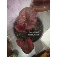 caladium Darth Maul /keladi viral