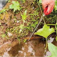 Rice Field Eel Catching Tool Eel Catching Clamp Scissors Rice Field Eel Catching Tool Eel Clamp Scis