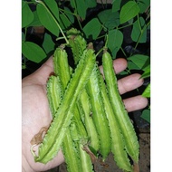 Anak pokok kacang botor,kacang Kelisa,kacang botol