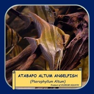 IKAN HIAS AIR TAWAR - ANGELFISH ALTUM ATABAPO MANFISH ALTUM ATABAPO