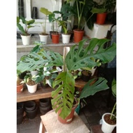 HTM-543 MONSTERA DUBIA