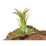 Tillandsia Ionantha Fuego (S) - Air Plant