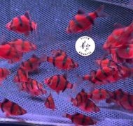 5pcs Red Tiger Fish/ Tiger Barb Merah/ Livefish/ Freshwater/ 红老虎鱼