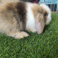 kelinci fuzzy lop anakan kelinci hias fuzzy lop
