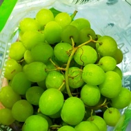 anggur hijau autumn crisp seedless