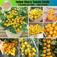 เมล็ด คุณภาพดี ราคาถูก เมล็ดพันธุ์แท้ 100% 70Pcs Yellow Cherry Tomato Seeds Sweet and Delicious Fruit Seeds พันธุ์ไม้ผล เมล็ด เมล็ดพันธุ์ผัก ต้นผลไม้ ต้นไม้ตกแต่ง บอนไซแคระ Plants Seeds for Home &amp; Garden Planting