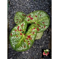 Caladium Thailand / Keladi Thailand: Banjaran Nakawan