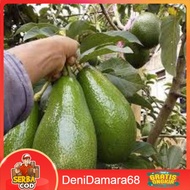 Terlaris Bibit Buah Alpukat TERLARIS 100rb dapat 3 bibit Aligator Miki Markus Mentega Florida Kendil