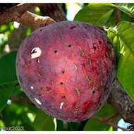 Srikaya San Pablo (Annona Reticulata) - Tropical Sweet Custard Apple Tree for Your Garden