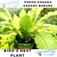 Anak Pokok Paku langsuir Baru Semai 4 bulan / Lansoya / Kadaka Sarang Burung /Bird'sNest- Live Indoo