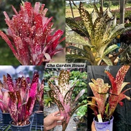 Rare Item / Billbergia / Bill Appaloosa / Bill kolan dynasty / Bill Dream / Bill hallelujah  / Gha G