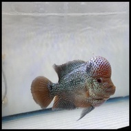 Ikan Louhan Srd Super Jenong - Ikan Hias Paling Cakep Ikan Lohan Jambul Besar Kualitas Super Top Qua