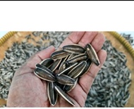 KUACI /BIJI BUNGA MATAHARI 1KG