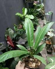 Tanaman Hias Philodendron Lynette - Linet - Pohon Hias Hidup