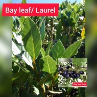 ♞Bayleaf seeds easy sprout lucky plant 6-15seeds per pack orig1