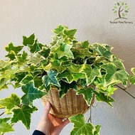 Berjaya Plant Nursery - English Ivy Variegated/Hedera Helix(Pokok Bunga Hidup/Pokok Hiasan Dalam Rumah/Indoor Plant )