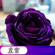 陽台室內四季易種活玫瑰花種子 盆栽花籽，品種：皇宮