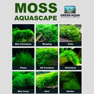 Aquascape Moss Aquarium Aquatic Low Tech Plant Java Moss Chirstmass Moss Pelia Moss Flame Moss Xmas 