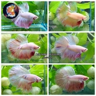 IKAN CUPANG HALFMOON FLAMINGO MURAH
