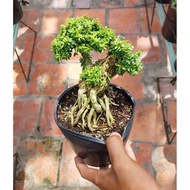 Bonsai mini  Fengshui Linhsam (Bluebell Vietnam 🇻🇳 )