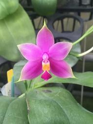 Phal. violacea var. sumatra  強香螢光蝴蝶蘭, 蘇門答臘亞種.
