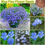 Blue Flax Flower Seeds for Planting (100 seeds/bag, Easy To Grow) Benih Bunga Flax Biru | Gardening 