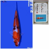 Showa Import Farm ISA Murah Certy Breeder Jepang Ikan Koi Impor Murah