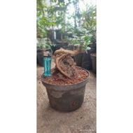bonsai beringin dolar mikro on the rock ukuran mame qyyjba 8900jh