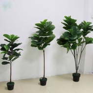 Fiddle fig/ ficus lyraca artifial plant (ready stock)