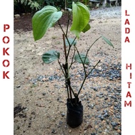 Pokok Lada Hitam (HYBRID) / Pokok Lada Hitam kawin murah thai