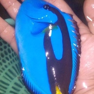 Ikan Hias Laut Dori Jumbo