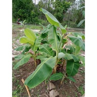 anak benih pisang hutan