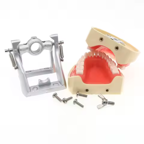 Dental Teaching Model Typodont Model With Removable Teeth fit Kilgore NISSIN 200 Type M8012