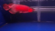Arwana super red 43cm