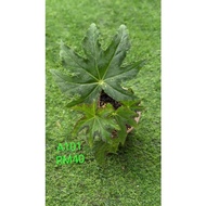 READY STOCK BEGONIA ASAM BATU ® POKOK ASAM BATU/BEGONIA REAL PLANT ~ INDOOR PLANT ~OUTDOOR PLANT