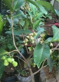 BIBIT JAMBU AIR BERBUNGA