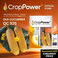 HOT ITEM🔥 (100 SEEDS) Biji Benih Timun Tua Gold bar 金霸 OC575 CROP POWER F1 HYBRID Old Cucumber Seeds